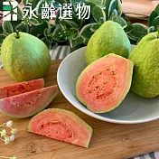 【永齡選物】紅心芭樂1.5kg(約5入/盒)