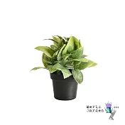 【Meric Garden】創意北歐仿真療癒小綠植盆栽/桌面裝飾擺設_ 海棠葉