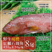 【優鮮配】峇里島海底紅金-野生紅鰷石斑魚X8條(450±50G/條)超值免運組