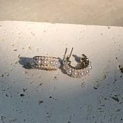 MAISON M 凡爾賽法式珍珠耳環