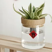 堅定與毅力【Green Pandora】水耕盆栽/木紋 虎尾蘭