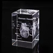 【賽先生科學工廠】透視心臟水晶紙鎮