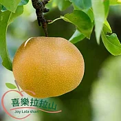 【喜樂拉拉山】蜂蜜梨(6入/1800g) x2盒