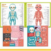 子玄  磁性身體結構拼圖人體  人體拼圖