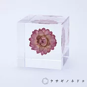 【usaginonedoko 京都兔之床】Sola cube 蠟菊立方塊 (宙言葉：適應各種環境) | 鈴木太太公司貨