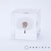 【usaginonedoko 京都兔之床】SSola cube 蒲公英立方塊 (宙言葉：隨風而生) | 鈴木太太公司貨
