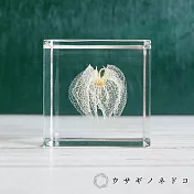 【usaginonedoko 京都兔之床】Sola cube 黑酸漿立方塊 (宙言葉：心思細膩) | 鈴木太太公司貨