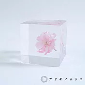 【usaginonedoko 京都兔之床】Sola cube 八重紅枝垂櫻花立方塊 (花言葉：智慧、優雅) | 鈴木太太公司貨