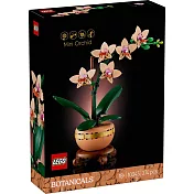 樂高LEGO Botanicals 2025系列 - 10343 迷你蘭花