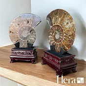 【Hera赫拉】吉祥招財斑彩螺擺件