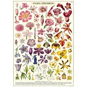 美國 Cavallini & Co. wrap 包裝紙/海報  多彩花卉