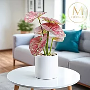 【Floral M】室內桌上型蘋果海芋仿真綠植