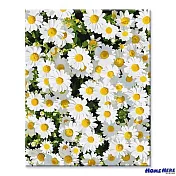 [HOMEHERE] DIY數字油畫/ 雛菊滿溢