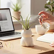 【Floral M】白喵系居家空氣鳳梨仿真綠植