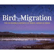 Bird Migration: The Incredible Journeys of North American Birds