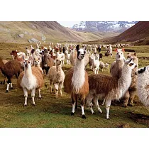 Llamas Jigsaw Puzzle： 1000 Pieces
