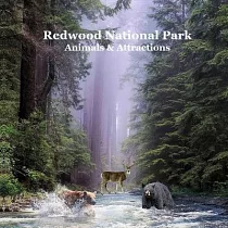 Redwood National Park Animals and Attractions Kids Book： Great Way for Children to See Redwood National and State Parks