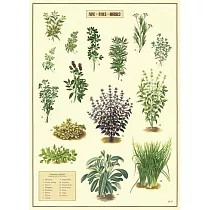 美國 Cavallini & Co. wrap 包裝紙/海報 香料植物