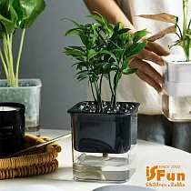 【iSFun】懶人園藝*自動吸水透視水土培花盆 黑