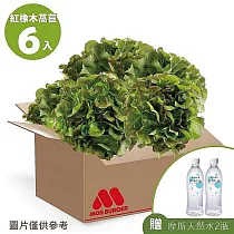 【MOS摩斯漢堡】水耕蔬菜箱─奶油波士頓萵苣/紅橡木萵苣 贈天然水2瓶 (紅橡木150gx6))