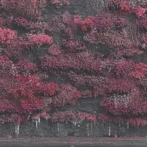 沉睡獻祭樂團 / 淨土不潔