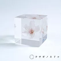 【usaginonedoko 京都兔之床】Sola cube 染井吉野櫻立方塊 (花言葉：清純、高貴) | 鈴木太太公司貨