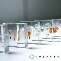 【usaginonedoko 京都兔之床】1.5cm厚切型片狀標本- 蒲公英 | 鈴木太太公司貨