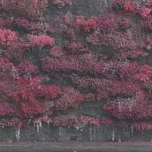 沉睡獻祭樂團 / 淨土不潔
