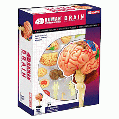 【4D MASTER】立體拼組模型人體解剖教學系列─大腦 626008