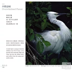 博客來 飛羽台灣 驚鴻一瞥台灣野鳥108