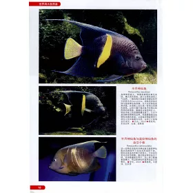 博客來 世界海水魚圖鑒 600種海水魚飼養與鑒賞圖典