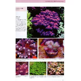 博客來 水族世界no 97 美麗珊瑚圖鑑特集