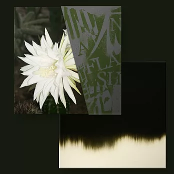 YoungLee 《仙人掌花》