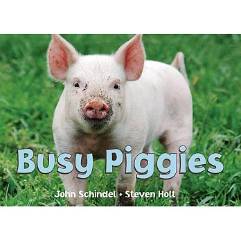 Busy Piggies