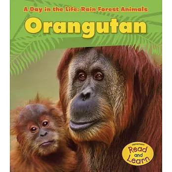 Orangutan /