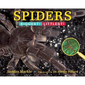 Spiders : biggest! littlest! /