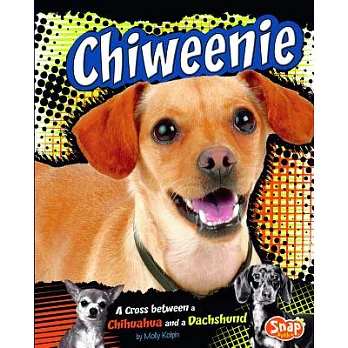 Chiweenie: A Cross Between a Chihuahua and a Dachshund