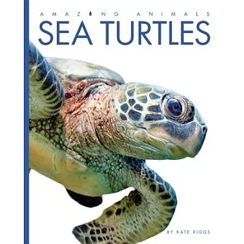 Sea Turtles /
