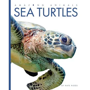 Sea turtles