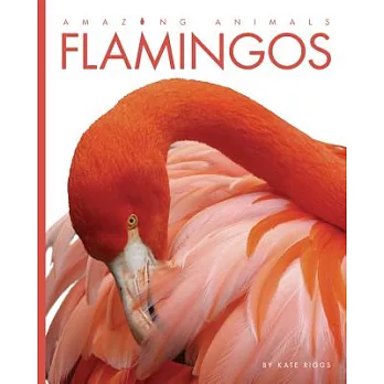 Flamingos