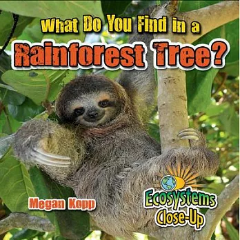 What do you find in a rainforest tree? /