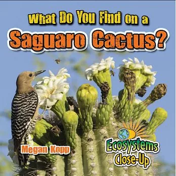 What do you find on a saguaro cactus? /