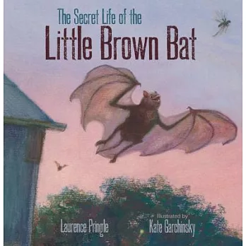 The secret life of the little brown bat /