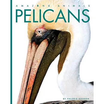 Pelicans