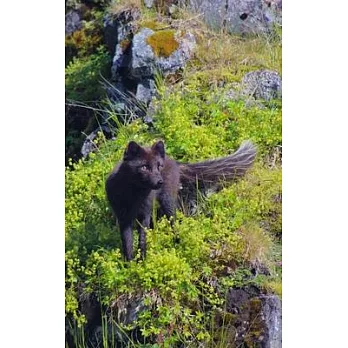 Notebook: Arctic Fox Iceland Nature Wildlife Predator