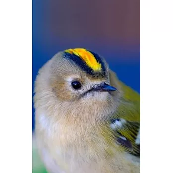 Notebook: Goldcrest Bird Small Birds Gold Crest