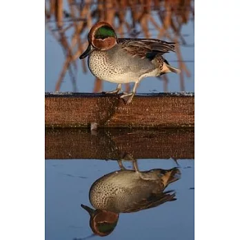 Notebook: animal pond water duck reflection