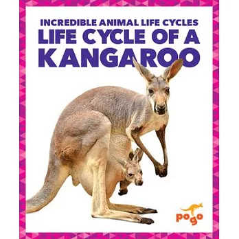 Life cycle of a kanagroo