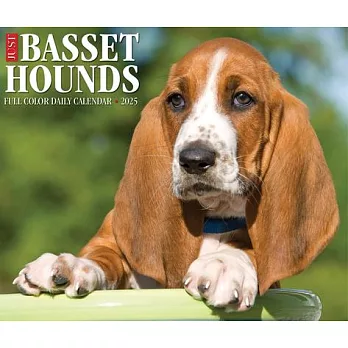 Basset Hounds 2025 6.2 X 5.4 Box Calendar