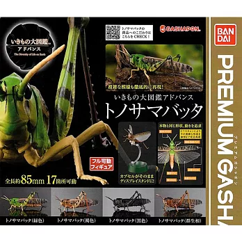 【日本正版授權】全套4款 生物大圖鑑 蝗蟲篇 扭蛋/轉蛋 昆蟲模型 982934